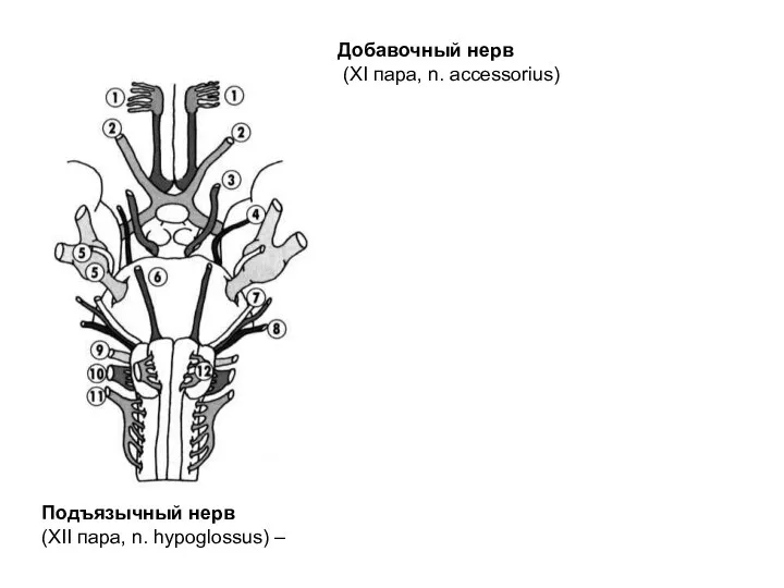 Добавочный нерв (XI пара, n. accessorius) Подъязычный нерв (XII пара, n. hypoglossus) –