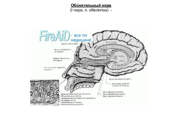 Обонятельный нерв (I пара, n. olfactorius) -