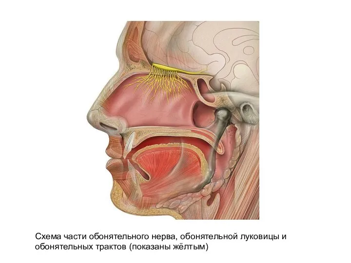 Схема части обонятельного нерва, обонятельной луковицы и обонятельных трактов (показаны жёлтым)