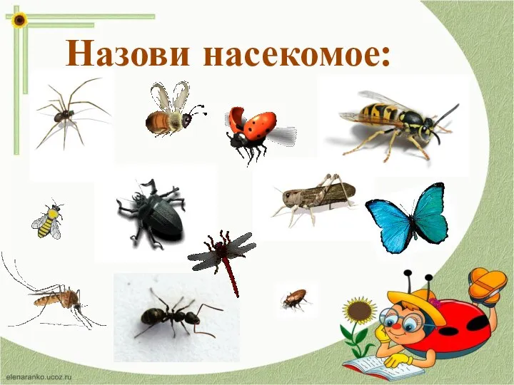 Назови насекомое: