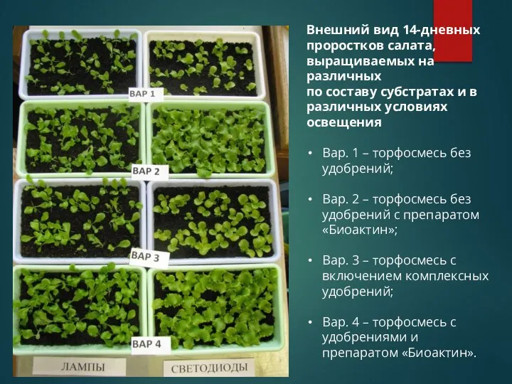 Внешний вид 14-дневных проростков салата, выращиваемых на различных по составу субстратах и