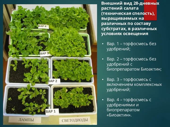 Внешний вид 28-дневных растений салата (техническая спелость), выращиваемых на различных по составу