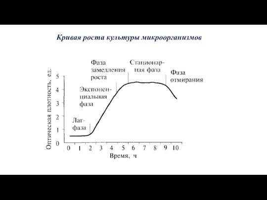 Кривая роста культуры микроорганизмов