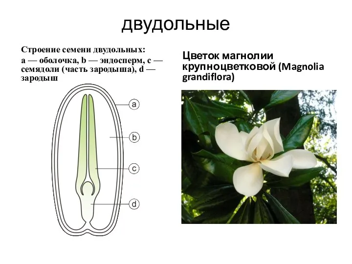 двудольные Строение семени двудольных: a — оболочка, b — эндосперм, c —