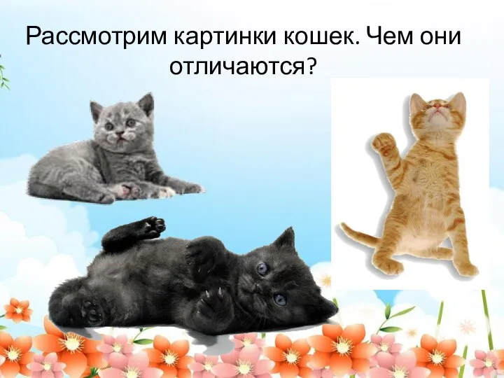 Рассмотрим картинки кошек. Чем они отличаются?