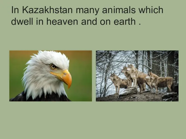In Kazakhstan many animals which dwell in heaven and on earth .