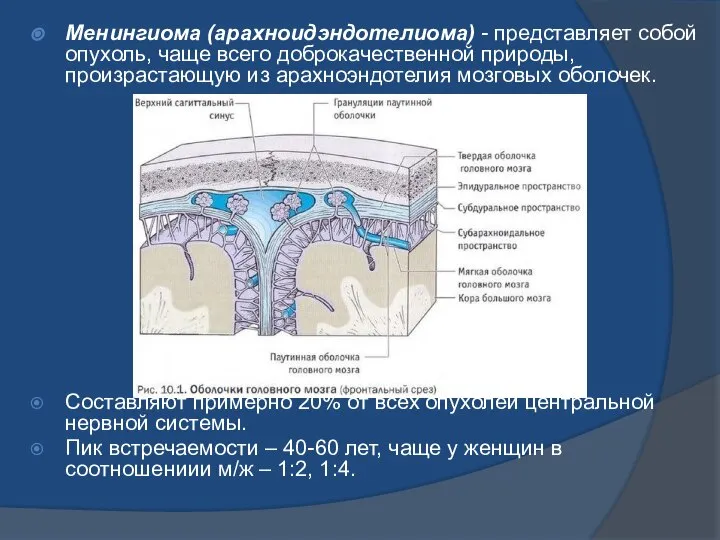 Менингиома (арахноидэндотелиома) - представляет собой опухоль, чаще всего доброкачественной природы, произрастающую из