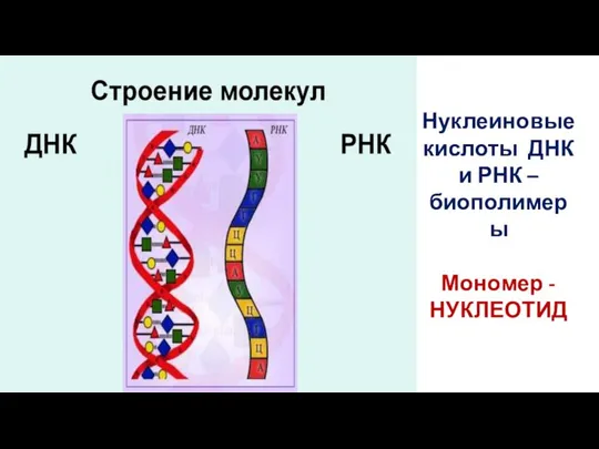 Нуклеиновые кислоты ДНК и РНК – биополимеры Мономер - НУКЛЕОТИД