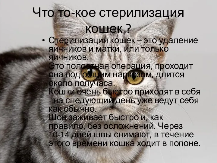 Что то-кое стерилизация кошек ? Стерилизация кошек – это удаление яичников и