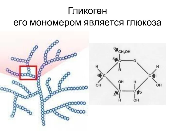 Гликоген его мономером является глюкоза