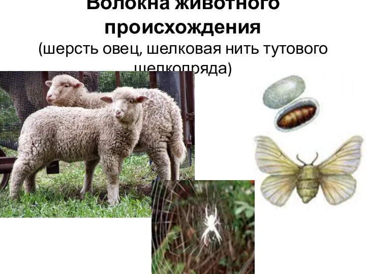 Волокна животного происхождения (шерсть овец, шелковая нить тутового шелкопряда)