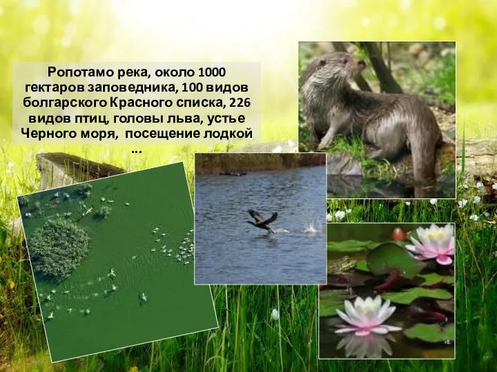 Ропотамо река, около 1000 гектаров заповедника, 100 видов болгарского Красного списка, 226