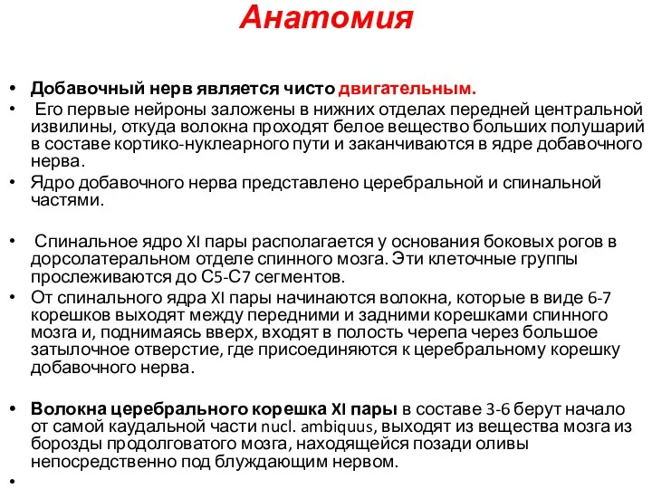 Анатомия Добавочный нерв является чисто двигательным. Его первые нейроны заложены в нижних