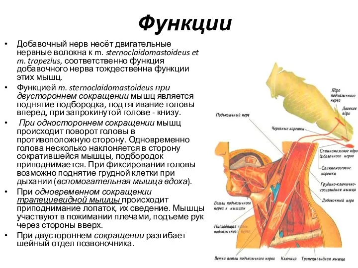 Функции Добавочный нерв несёт двигательные нервные волокна к m. sternoclaidomastoideus et m.