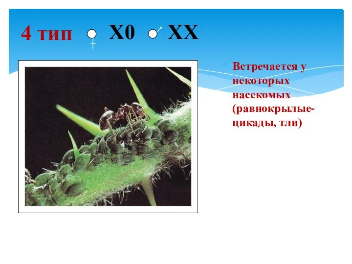 Встречается у некоторых насекомых (равнокрылые- цикады, тли) 4 тип Х0 ХX