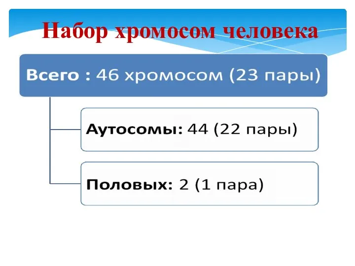 Набор хромосом человека Женщины – 2 х 22 пары + XX, Мужчины