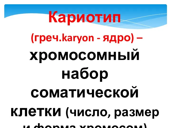 Кариотип (греч.karyon - ядро) – хромосомный набор соматической клетки (число, размер и форма хромосом)