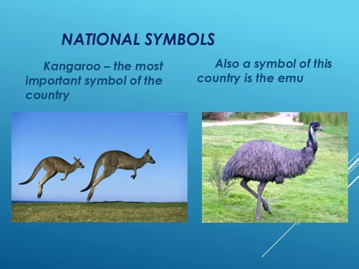 NATIONAL SYMBOLS Kangaroo – the most important symbol of the country Also