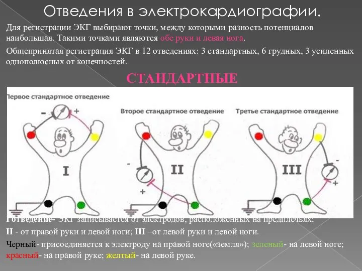 Отведения в электрокардиографии. Для регистрации ЭКГ выбирают точки, между которыми разность потенциалов