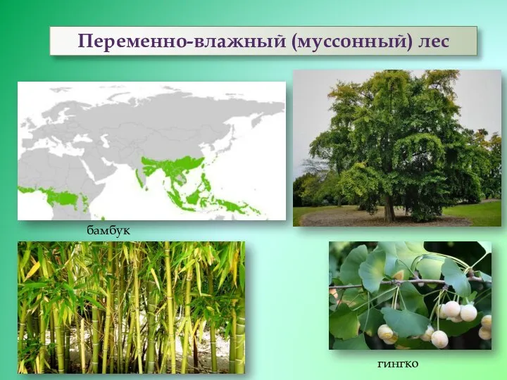 Переменно-влажный (муссонный) лес бамбук гингко