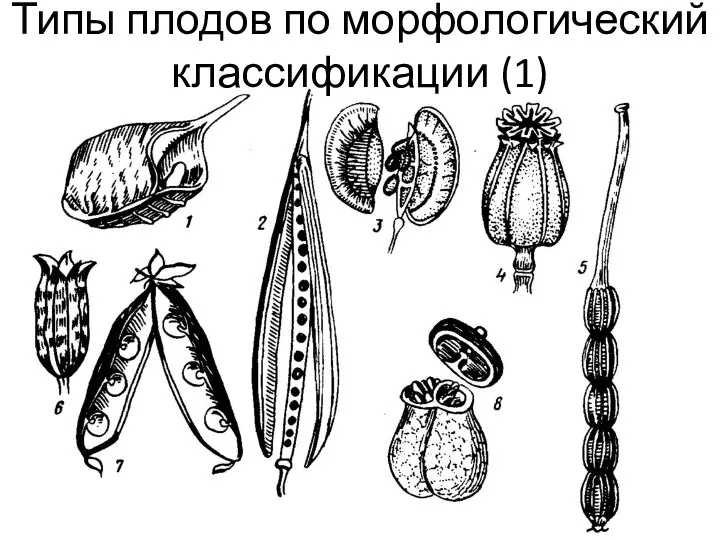 Типы плодов по морфологический классификации (1)