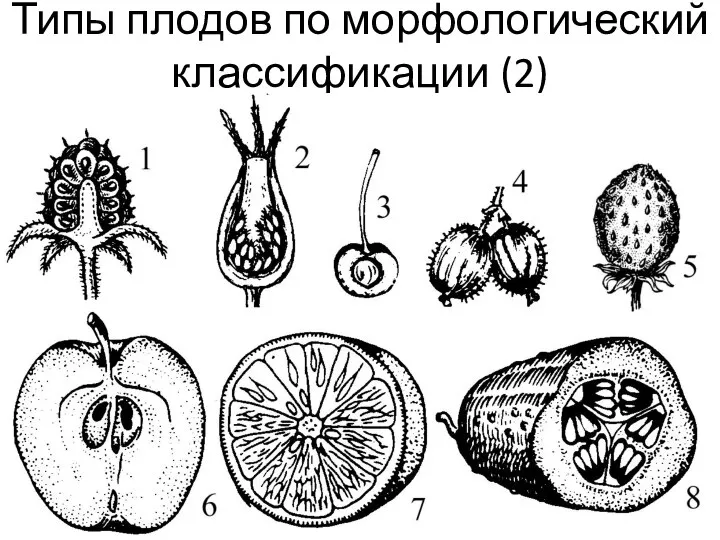 Типы плодов по морфологический классификации (2)