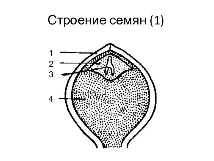 Строение семян (1)