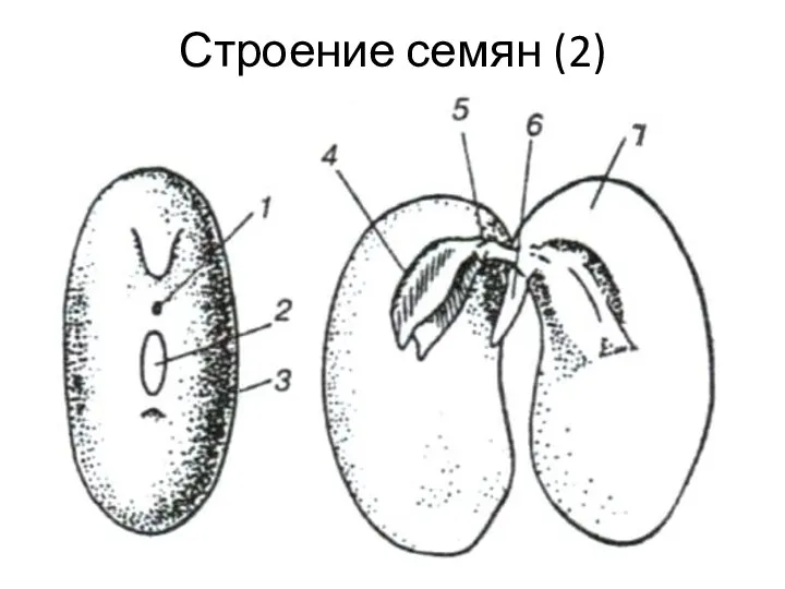 Строение семян (2)