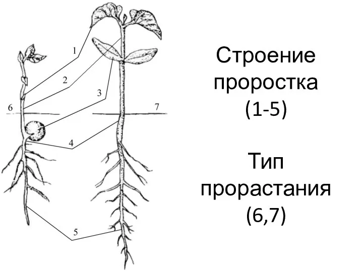 Строение проростка (1-5) Тип прорастания (6,7)