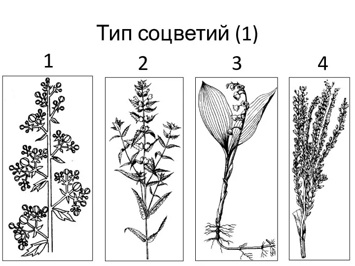 Тип соцветий (1) 1 2 3 4