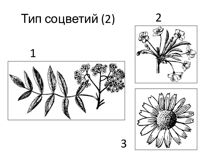 Тип соцветий (2) 1 2 3