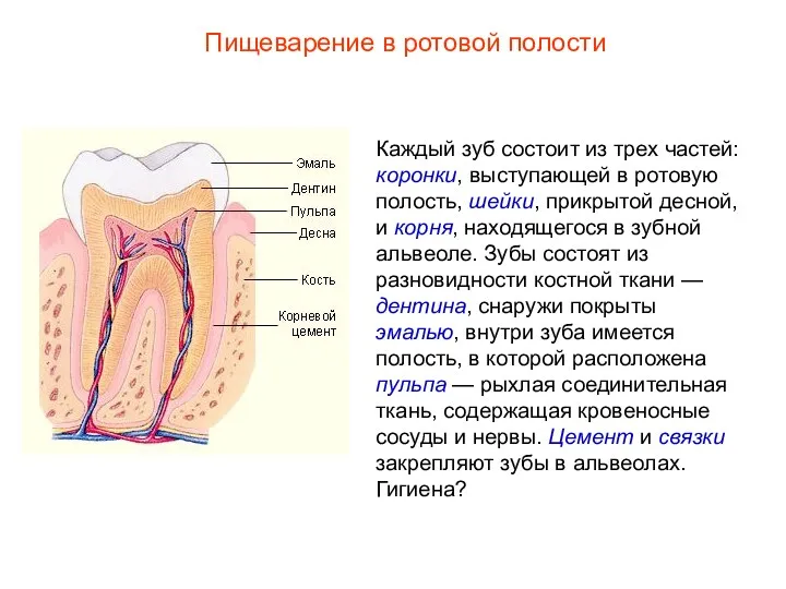 Каждый зуб состоит из трех частей: коронки, выступающей в ротовую полость, шейки,