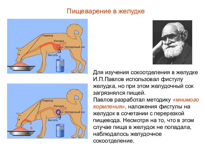 Для изучения сокоотделения в желудке И.П.Павлов использовал фистулу желудка, но при этом