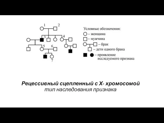 Рецессивный сцепленный с Х- хромосомой тип наследования признака