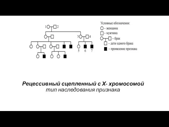 Рецессивный сцепленный с Х- хромосомой тип наследования признака