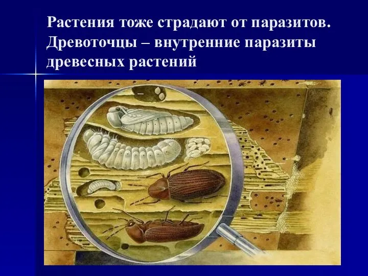 Растения тоже страдают от паразитов. Древоточцы – внутренние паразиты древесных растений