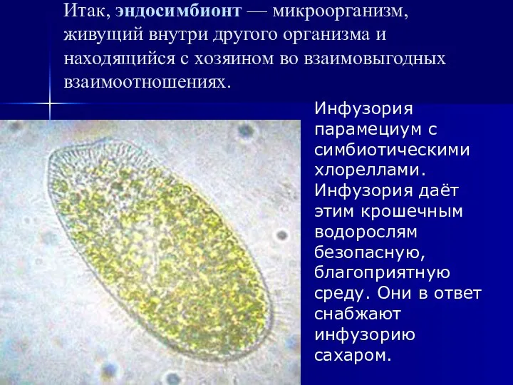 Итак, эндосимбионт — микроорганизм, живущий внутри другого организма и находящийся с хозяином
