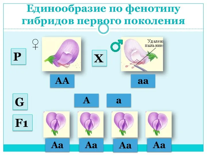 Единообразие по фенотипу гибридов первого поколения АА аа ♂ ♀ А а