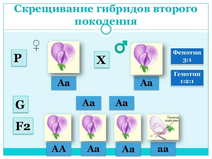 Скрещивание гибридов второго поколения Аа Аа ♂ ♀ Аа Аа G Р