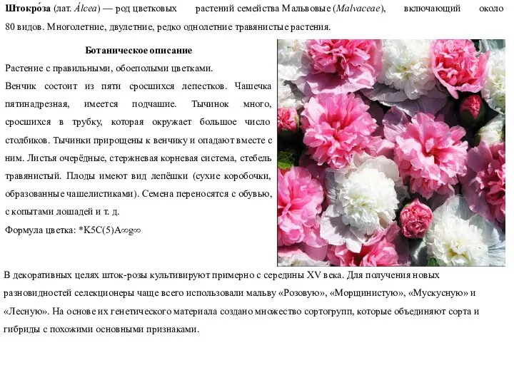 Штокро́за (лат. Álcea) — род цветковых растений семейства Мальвовые (Malvaceae), включающий около