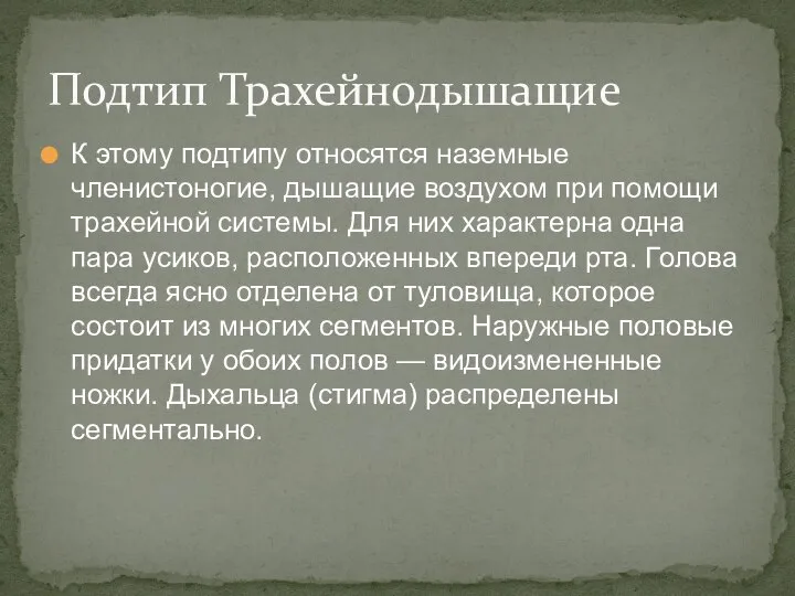 К этому подтипу относятся наземные членистоногие, дышащие воздухом при помощи трахейной системы.