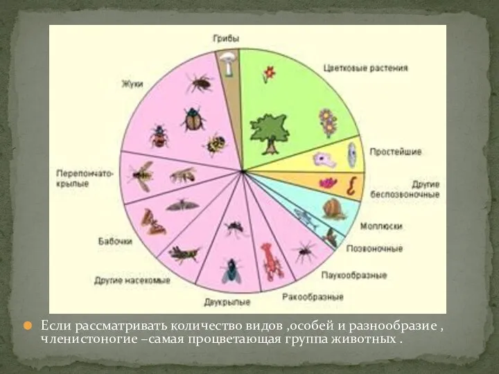 Если рассматривать количество видов ,особей и разнообразие ,членистоногие –самая процветающая группа животных .