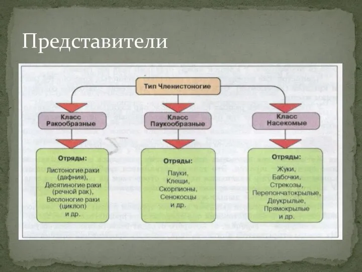 Представители