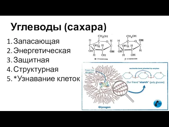 Углеводы (сахара) Запасающая Энергетическая Защитная Структурная *Узнавание клеток