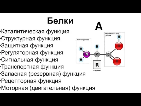 Белки Каталитическая функция Структурная функция Защитная функция Регуляторная функция Сигнальная функция Транспортная