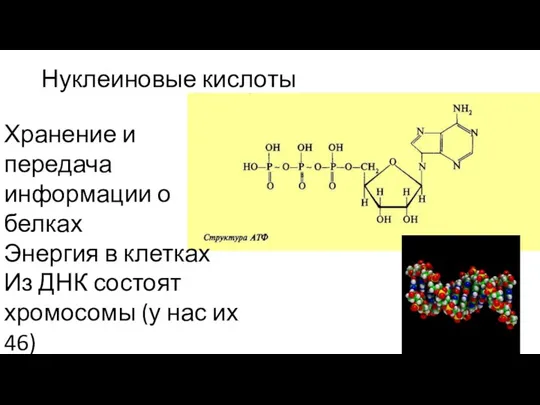 Нуклеиновые кислоты Хранение и передача информации о белках Энергия в клетках Из