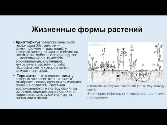 Жизненные формы растений Криптофиты представлены либо геофитами (От греч. ге — земля;