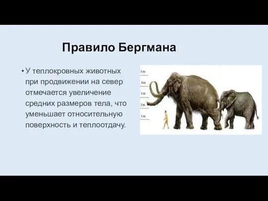 Правило Бергмана У теплокровных животных при продвижении на север отмечается увеличение средних