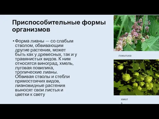 Приспособительные формы организмов Форма лианы — со слабым стволом, обвивающим другие растения,