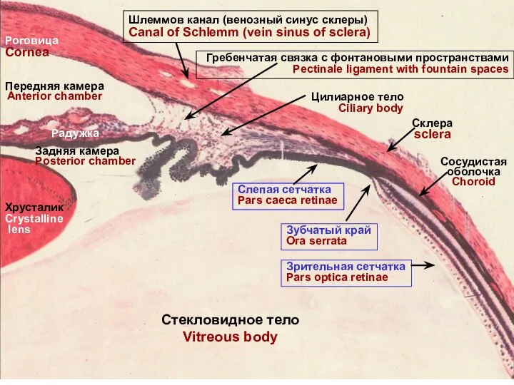 Cклера sclera Сосудистая оболочка Choroid Зрительная сетчатка Pars optica retinae Гребенчатая связка